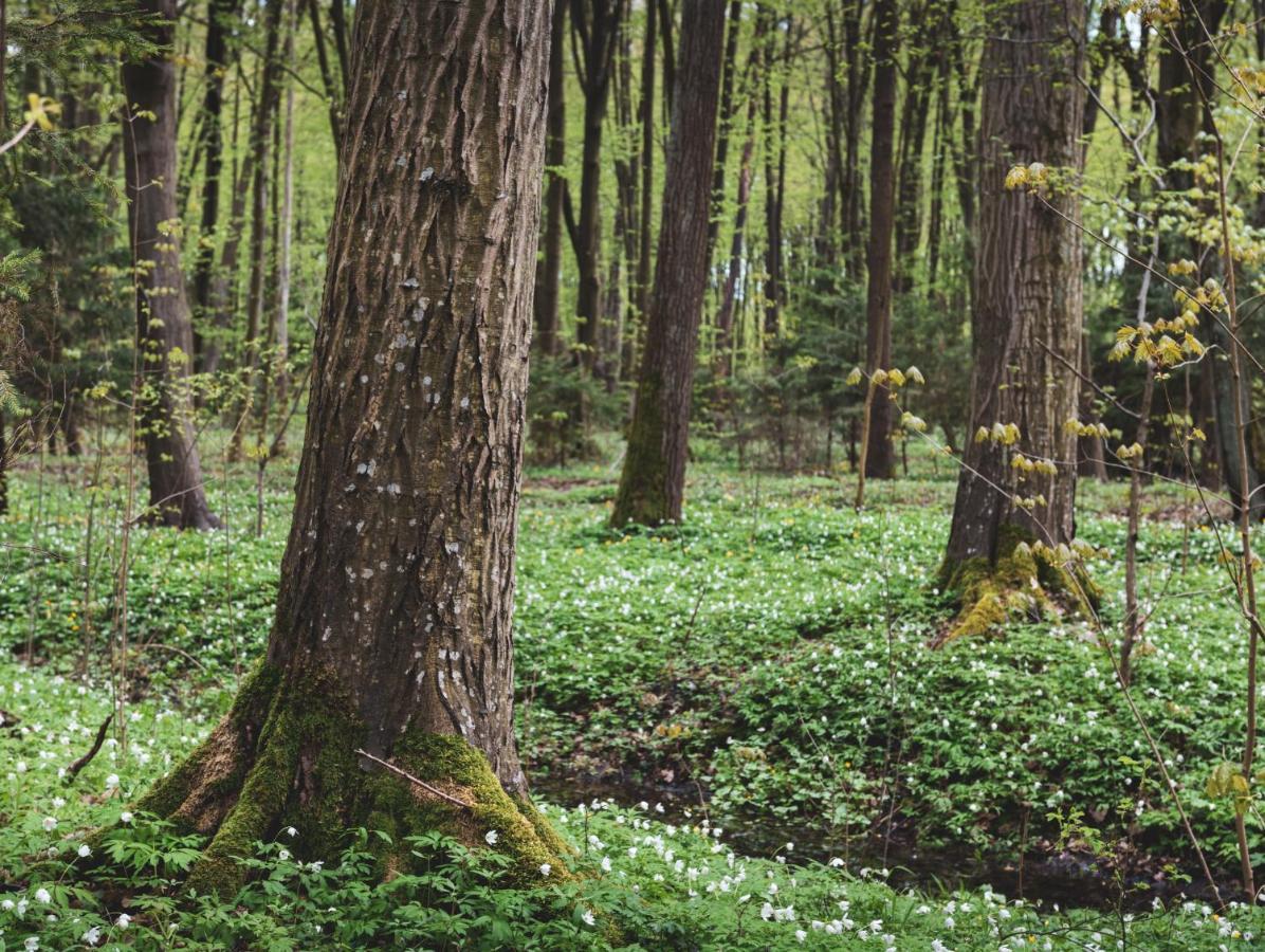Lesna 21 Dom Poludnie Przy Puszcza Bialowieska Luka Exterior photo